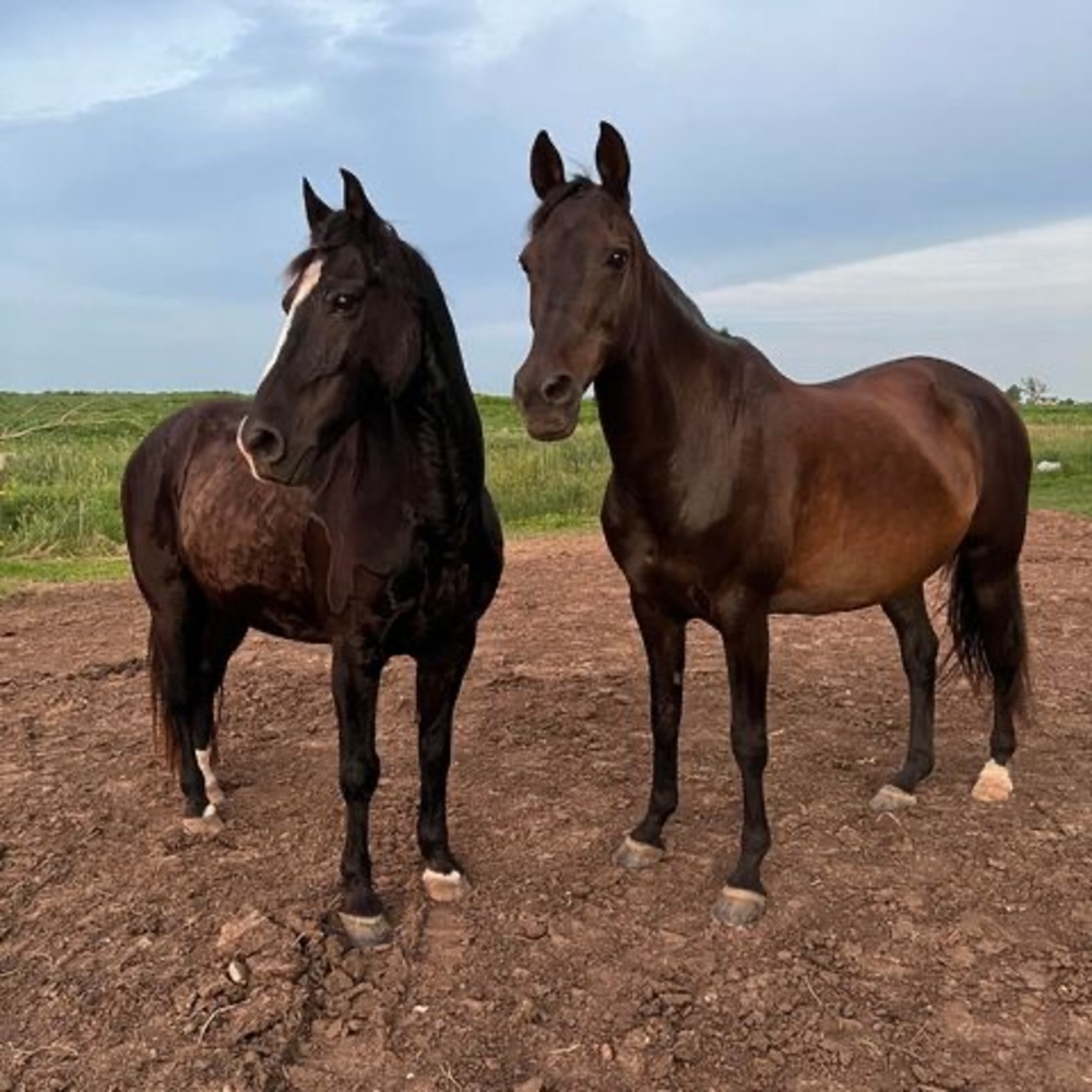 Just here to buy a horse.